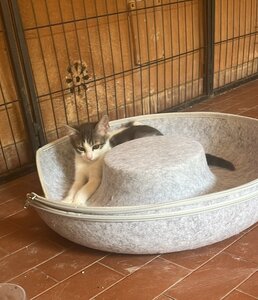 5-11 ottobre, gattini ospedale