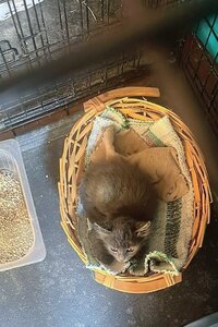5-11 ottobre, gattini ospedale