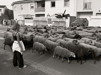 @fmbdx@piaille.fr 2026, Transhumance urbaine, Villenave d'Ornon