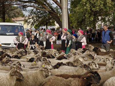 @fmbdx@piaille.fr 2026, Transhumance urbaine, Villenave d'Ornon