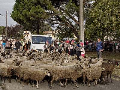 @fmbdx@piaille.fr 2026, Transhumance urbaine, Villenave d'Ornon