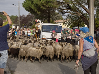 @fmbdx@piaille.fr 2026, Transhumance urbaine, Villenave d'Ornon
