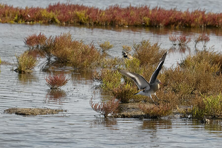 @fmbdx@piaille.fr 2026, Réserve ornithologique du Teich, Gironde