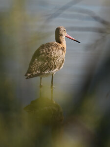 @fmbdx@piaille.fr 2026, Réserve ornithologique du Teich, Gironde