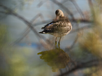 @fmbdx@piaille.fr 2026, Réserve ornithologique du Teich, Gironde