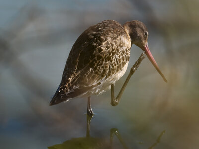 @fmbdx@piaille.fr 2026, Réserve ornithologique du Teich, Gironde