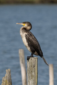 @fmbdx@piaille.fr 2026, Réserve ornithologique du Teich, Gironde