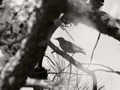 @fmbdx@piaille.fr 2026, Réserve ornithologique du Teich, Gironde