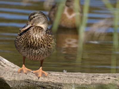 @fmbdx@piaille.fr 2026, Réserve ornithologique du Teich, Gironde