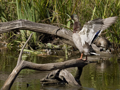 @fmbdx@piaille.fr 2026, Réserve ornithologique du Teich, Gironde
