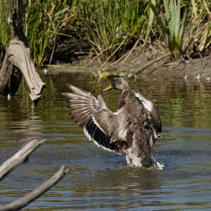 @fmbdx@piaille.fr 2026, Réserve ornithologique du Teich, Gironde