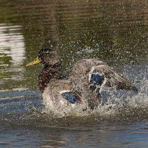 @fmbdx@piaille.fr 2026, Réserve ornithologique du Teich, Gironde