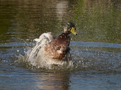@fmbdx@piaille.fr 2026, Réserve ornithologique du Teich, Gironde