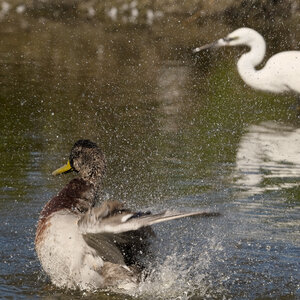 @fmbdx@piaille.fr 2026, Réserve ornithologique du Teich, Gironde