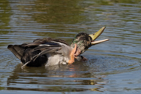 @fmbdx@piaille.fr 2026, Réserve ornithologique du Teich, Gironde