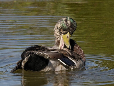 @fmbdx@piaille.fr 2026, Réserve ornithologique du Teich, Gironde