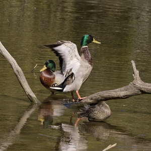 @fmbdx@piaille.fr 2026, Réserve ornithologique du Teich, Gironde