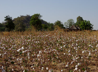 CAMEROUN, 12-12-15 Voyage à Maroua  056
