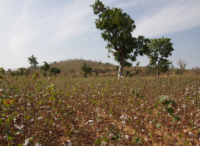 CAMEROUN, 12-12-22 sortie coton 007