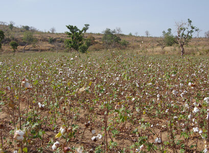 CAMEROUN, 12-12-22 sortie coton 015