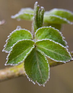 petits rafraichissements, feuilles 3