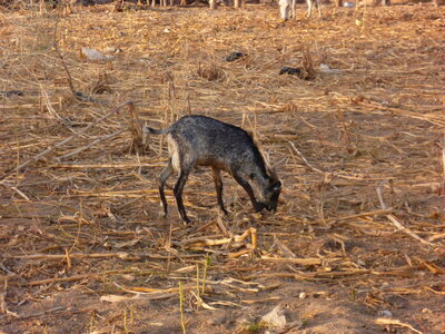 burkina faso novembre 2012, P1000665