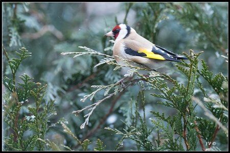 005_Le Chardonneret Elégant, 24022013-DSC_56822_GF