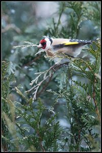 005_Le Chardonneret Elégant, 24022013-DSC_56832_GF
