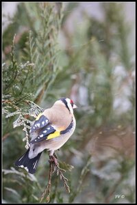 005_Le Chardonneret Elégant, 24022013-DSC_56872_GF