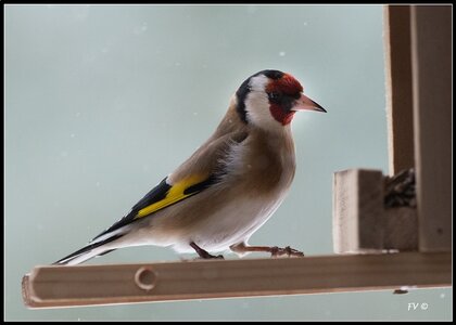 005_Le Chardonneret Elégant, 24022013-DSC_56992_GF