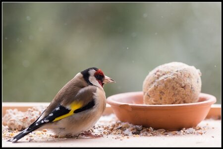 005_Le Chardonneret Elégant, 24022013-DSC_57082_GF