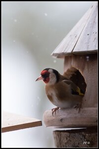 005_Le Chardonneret Elégant, 24022013-DSC_57202_GF