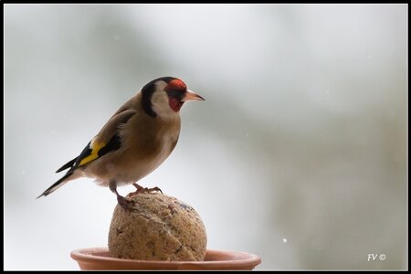 005_Le Chardonneret Elégant, 24022013-DSC_57302_GF