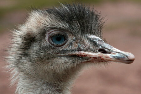 animaux, autruche yeux bleus