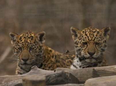 animaux, bébé jaguars