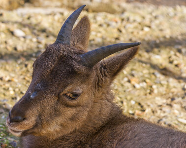 animaux, bouquettin 2