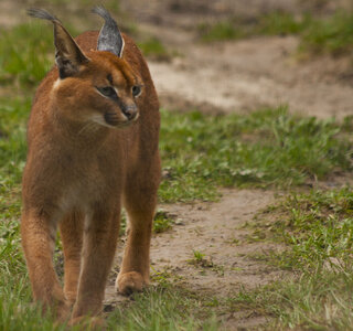 animaux, caracal