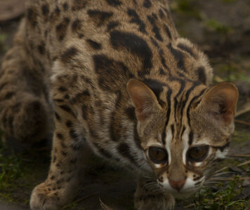 animaux, chat leopard