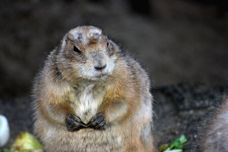 animaux, chien de prairie