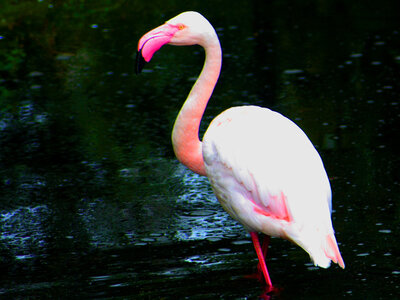 animaux, flamand rose  3 