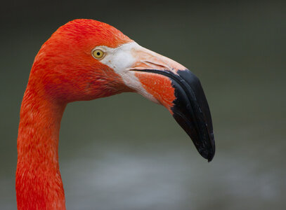 animaux, flamand rose