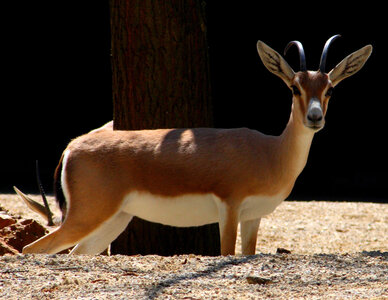 animaux, gazelle