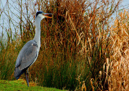 animaux, heron 2