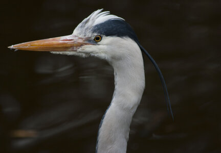 animaux, heron