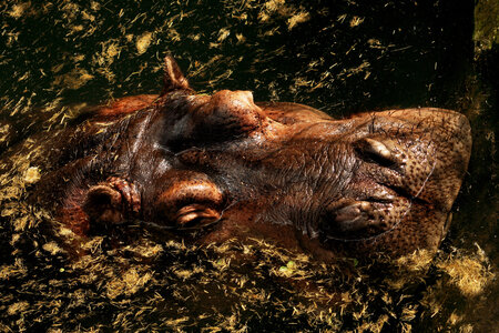 animaux, hippopotamme 3