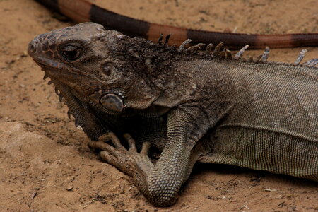 animaux, iguane