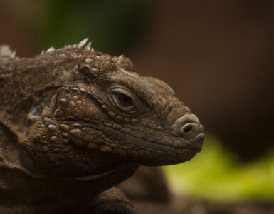 animaux, iguane_1