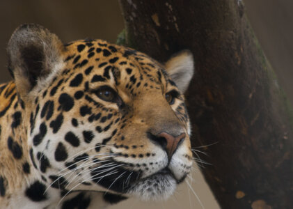 animaux, jaguar