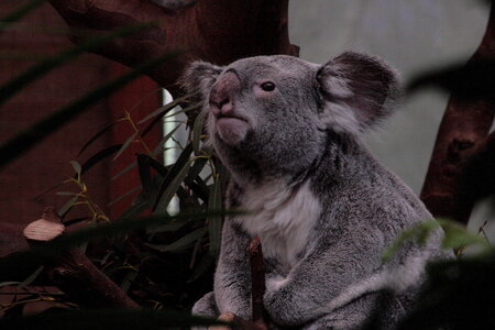 animaux, koala