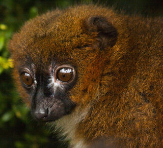 animaux, lemur a ventre roux